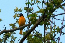 baltimoreoriole2009 (Large).jpg