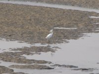 Chinese Egret (1024x768).jpg