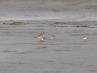 Sharpie and Red-necked Stints (1024x768).jpg