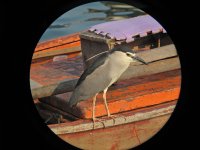 bc night heron G10 kw25x 6.1mm iso100 IMG_0202.jpg