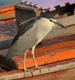 bc night heron G10 kw25x 6.1mm iso100 crop IMG_0202.jpg