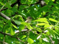 Redeye Vireo.jpg