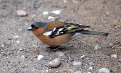 Chaffinch (R).jpg