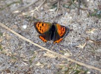 Small Copper (R).jpg