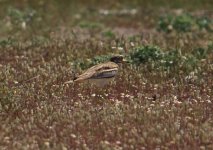 Z11CURLEW STONE 1 SKALA KALLONI SHEEP FIELDS110052009.jpg