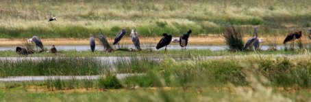 Z11X FLOODED FIELD WITH BLACK STORKS HERONS AND DUCKS118052009.jpg