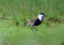 Z11X WADERS PLOVER SPUR WINGED KALLONI FLOODED FIELD LESVOS114052009.jpg