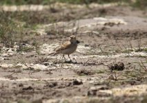 Z11LARK SHORT TOED 2  KALLONI SHEEP FIELDS110052009.jpg