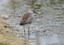 Z11WADERS SANDPIPER WOOD KALLONI SP LESVOS114052009.jpg