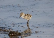 Z11WADERS STILT BLACK WINGED FLEDGLING 2 KALLONI SP LESVOS114052009.jpg