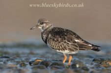 turnstone_220907_0006.jpg