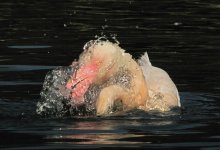flamingo bathe G10 IMG_0196.jpg