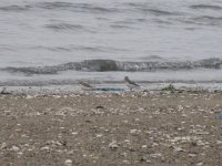 shorebird size comparison (1024x768).jpg