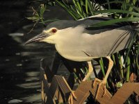 bc night heron G10 IMG_0406.jpg