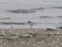 Shorebird (1024x768).jpg