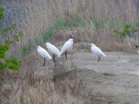 Chinese Egrets (1024x768).jpg