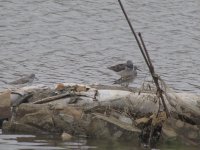 Great Knot and Common Greenshanks (1024x768).jpg