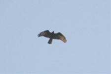 BUZZARD HONEY FANEROMENI 120509 LESVOS.jpg