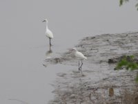 Chinese Egrets (2) (1024x768).jpg