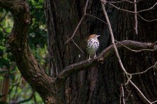 Woodthrush1 (Large).jpg