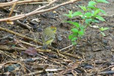 PalmWarbler02 (Large).jpg