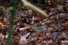 Ovenbird1 (Large).jpg