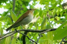 Veery2 (Large).jpg