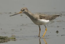 terek sandpiper mudflats G1 olym 25mm lens nw_1440562.jpg