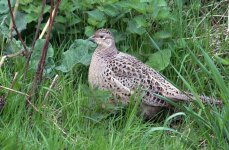 Pheasant (R).jpg