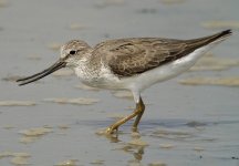 terek sandpiper feed mudflats G1 crop_1310205.jpg