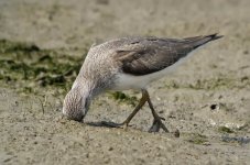 terek sandpiper feed G1_1310036.jpg