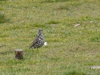 L1260201_Mistle Thrush.jpg