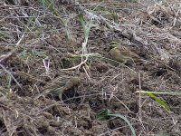 L1260210_Cirl Bunting.jpg