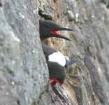 tn_Black Guillemot 3.jpg