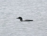 tn_Great northern diver.jpg