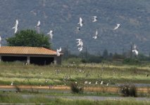 Z11TERNS BLACK WINGED CENTRE TOP KALLONI FLOODED FIELDS LESVOS120052009.jpg