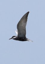 Z11TERNS WHISKERED 5 SKALA KALLONI FLOODED FIELDS120052009.jpg