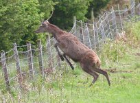 tn_Red deer.3.jpg