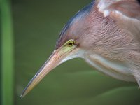 yellow bittern G10 nwIMG_0091.jpg