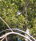 CollaredFlycatcher.jpg