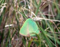 Green Hairstreak (R).jpg