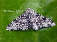 peppered moth ex6824 (800).JPG