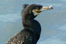 Cormorant1_Ayr_16Jun09.JPG