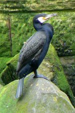 Cormorant3_Ayr_18Jun09.JPG