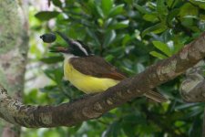 GreaterKiskadee1 (Large).jpg