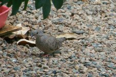 CommonGround-dove1 (Large).jpg