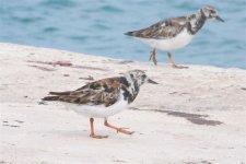 Ruddy Turnstone (Large).jpg