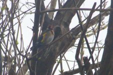 EuropGoldfinch (Large).jpg