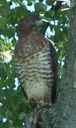 Broad-winged Hawk.JPG