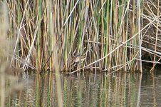 LeastBittern.jpg